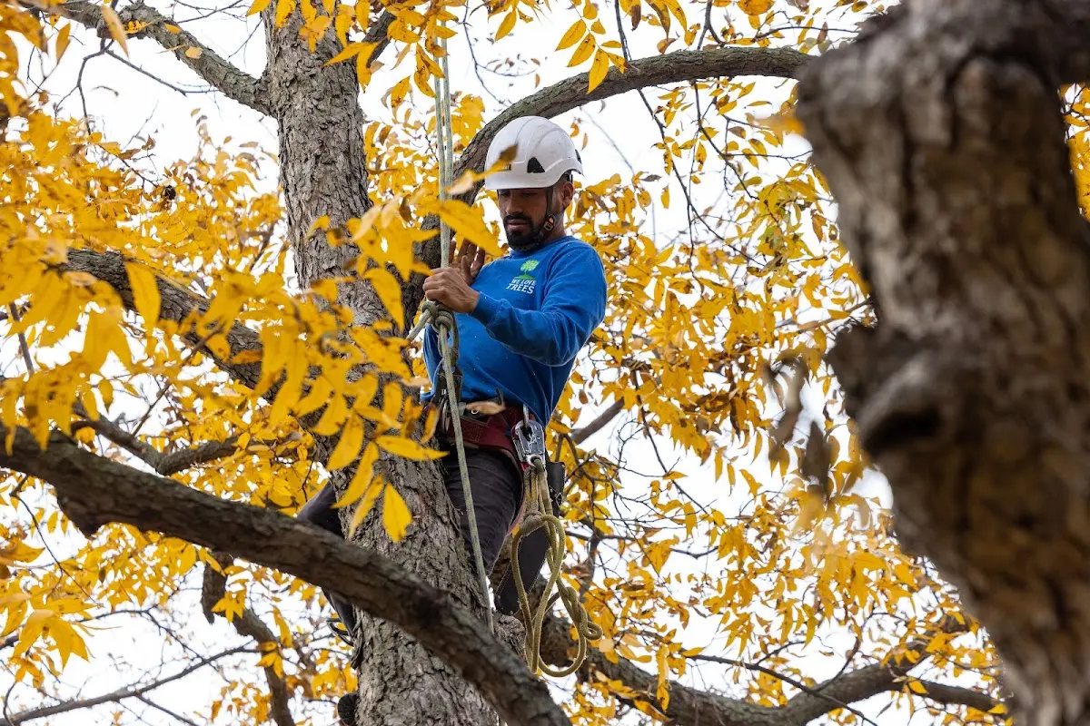 Skilled Tree Planting crew working in Craigsville