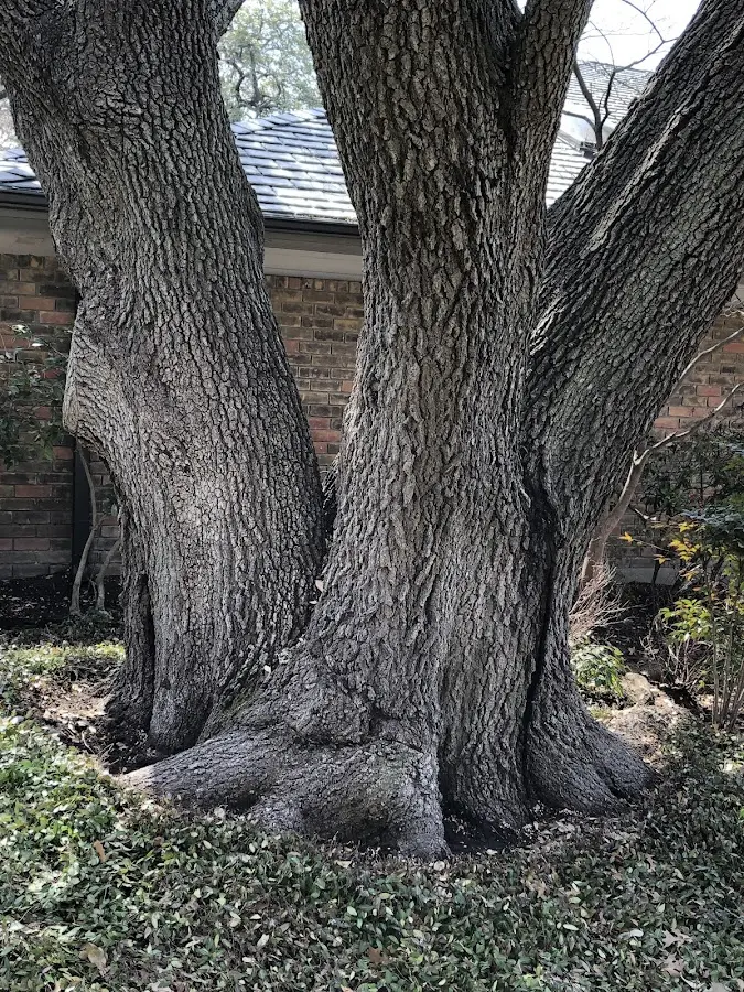 Mature heritage tree close to a Craigsville property cared for by certified arborists